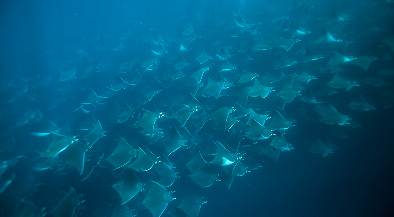 things-to-do things-to-do